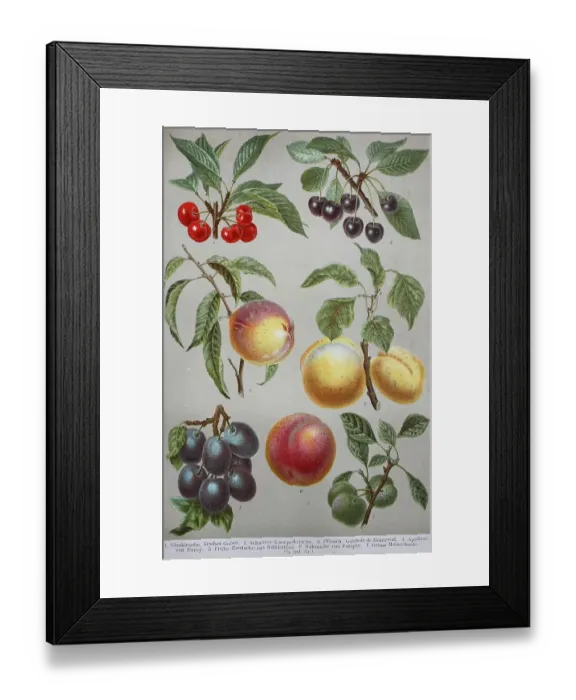 Framed Print : Historical image of various fruits Framed Print : Historical image of various fruits