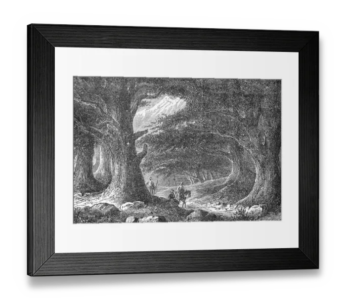 Framed Print : The old cedars in Lebanon, 1880 Framed Print : The old cedars in Lebanon, 1880