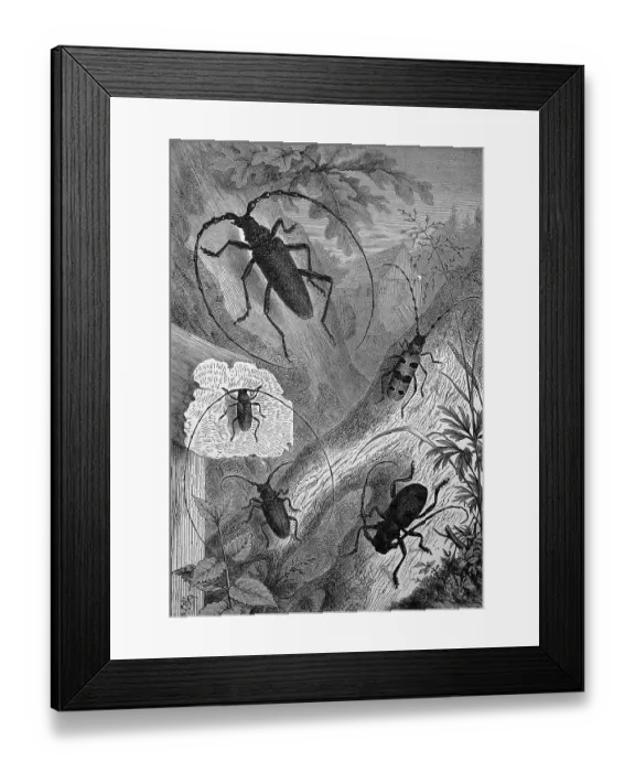 Framed Print : Longhorn beetles, Cerambycidae; also long-horned or longhorn beetles or longicorns