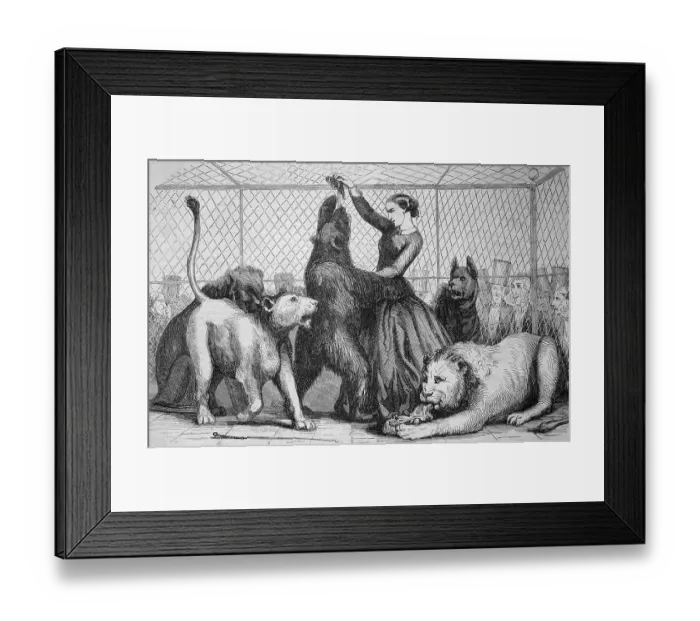 Framed Print : Woman feeds a bear amidst lions in the lions cage of Cirque Napoleon