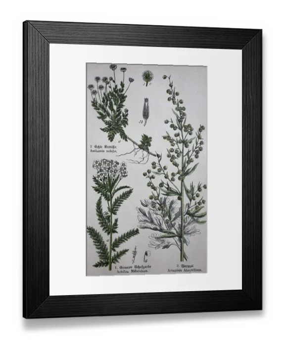 Framed Print : Medicinal plants, Chamaemelum nobile commonly known as chamomile