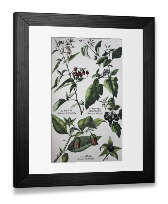 Framed Print : Poisonous plants, Solanum dulcamara Framed Print : Poisonous plants, Solanum dulcamara