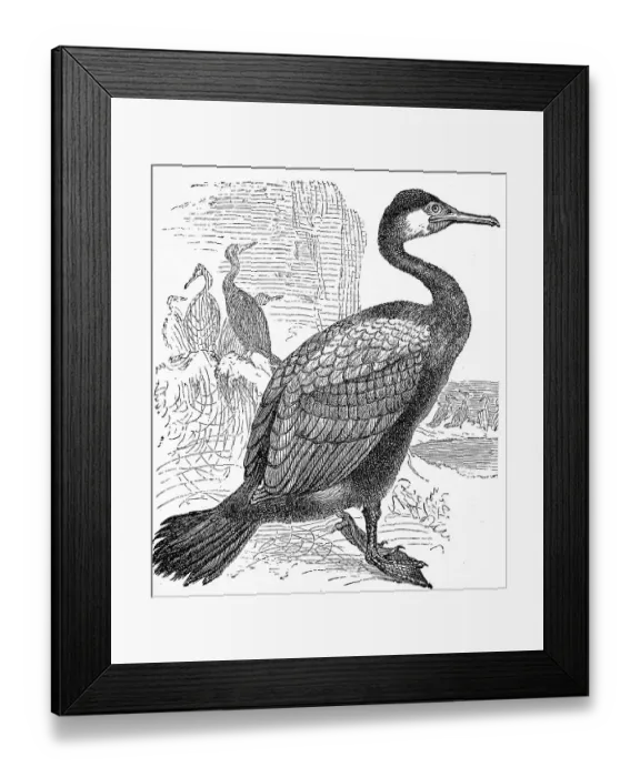 Framed Print : Great black cormorant, (Phalacrocorax carbo)