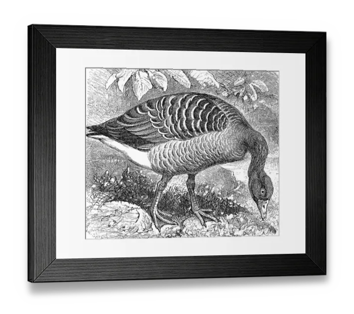 Framed Print : Greylag goose, (Anser cinereus) Framed Print : Greylag goose, (Anser cinereus)