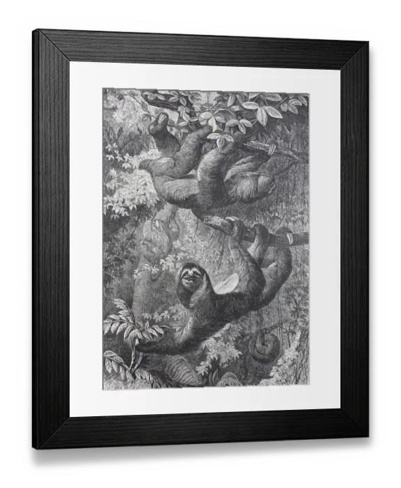 Framed Print : Sloth (Bradypus torquatus), 1865