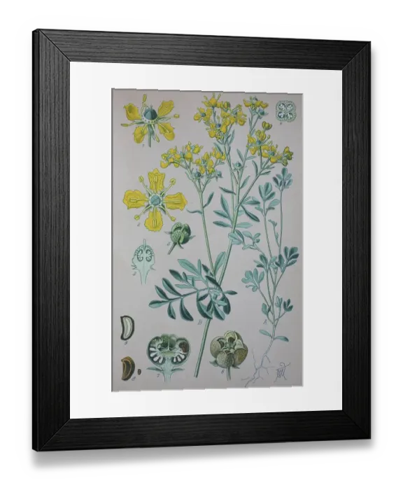 Framed Print : Common rue (Ruta graveolens), historical illustration from 1885 Framed Print : Common rue (Ruta graveolens), historical illustration from 1885