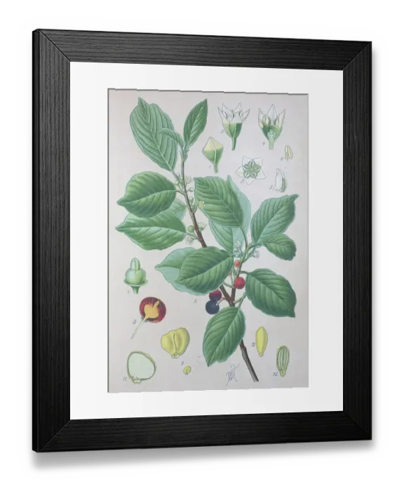 Framed Print : Alder buckthorn (Frangula alnus) Framed Print : Alder buckthorn (Frangula alnus)