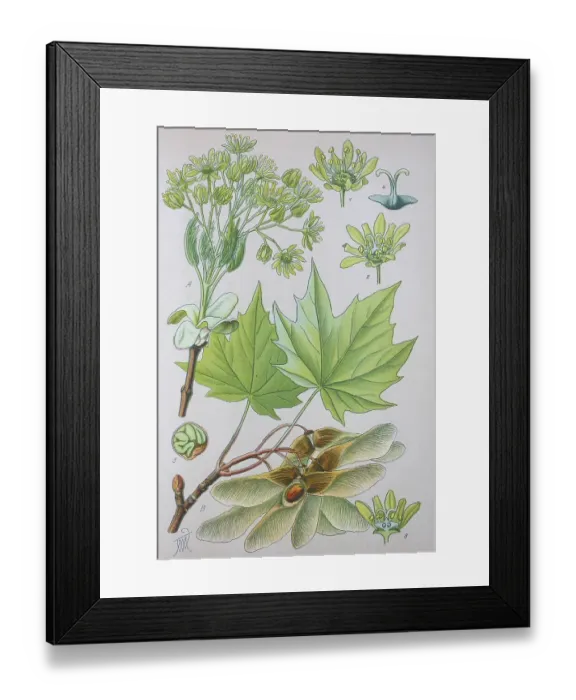 Framed Print : Norway maple (Acer platanoides)
