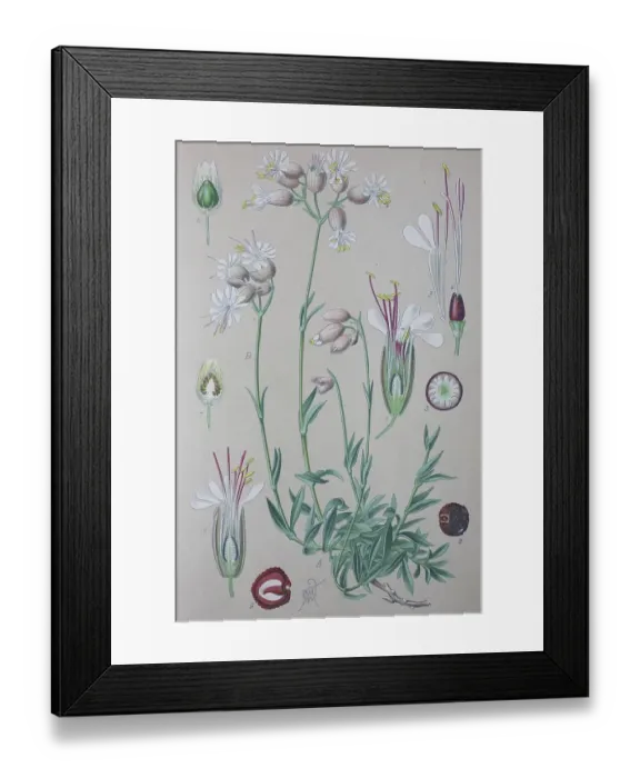 Framed Print : Bladder campion (Silene vulgaris) Framed Print : Bladder campion (Silene vulgaris)