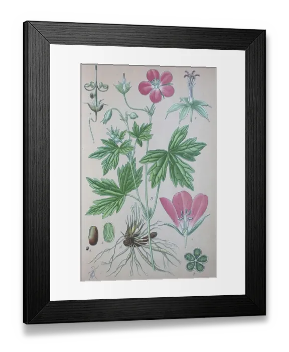 Framed Print : Marsh cranesbill (Geranium palustre)