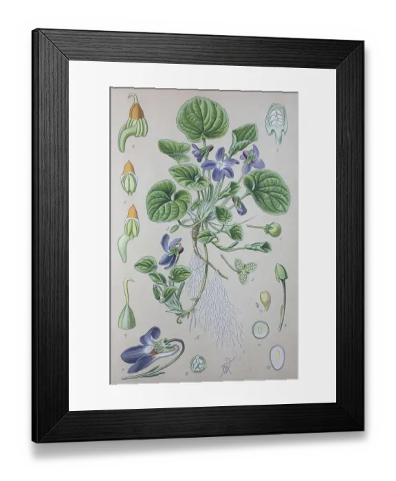 Framed Print : Wood violet (Viola odorata), historical illustration from 1885