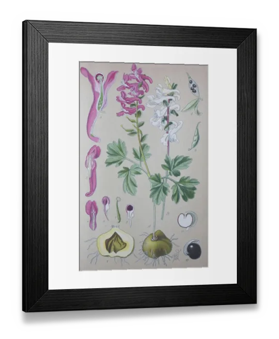 Framed Print : Fumewort (Corydalis solida), historical illustration from 1885