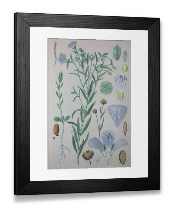 Framed Print : Flax (Linum usitatissimum), historical illustration from 1885