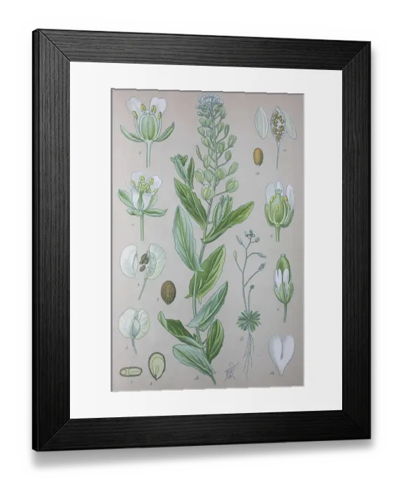 Framed Print : Field Penny-cress (Thlaspi arvense)