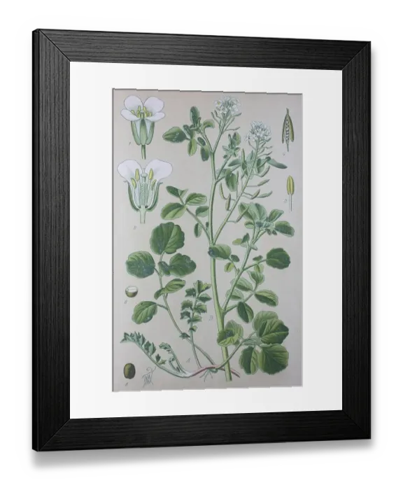 Framed Print : Watercress (Nasturtium), historical illustration from 1885
