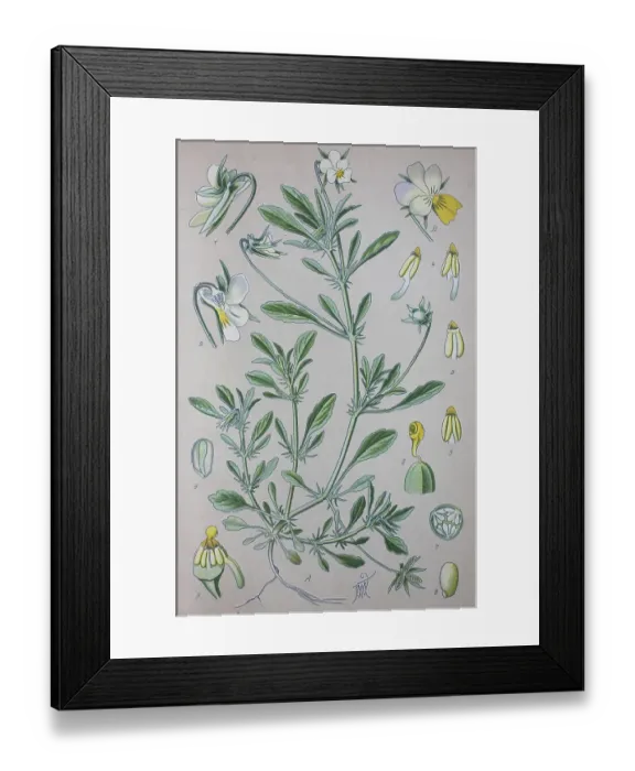 Framed Print : Heartsease (Viola tricolor), historical illustration from 1885