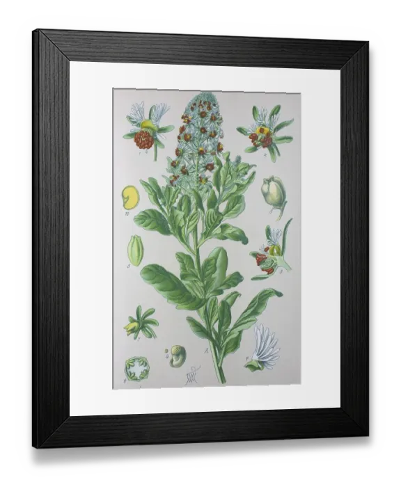 Framed Print : Reseda odorata (Reseda odorata) Framed Print : Reseda odorata (Reseda odorata)