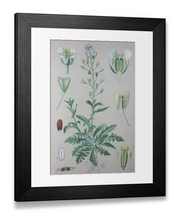 Framed Print : Shepherd's purse (Capsella bursa-pastoris)