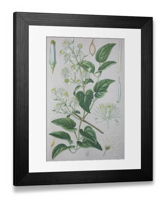 Framed Print : Traveller's joy (Clematis vitalba) Framed Print : Traveller's joy (Clematis vitalba)