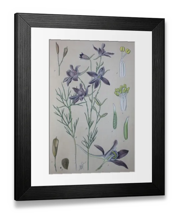 Framed Print : Forking larkspur (Consolida regalis) Framed Print : Forking larkspur (Consolida regalis)