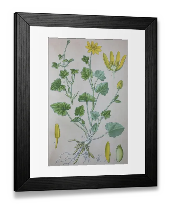 Framed Print : Lesser celandine (Ficaria verna) Framed Print : Lesser celandine (Ficaria verna)