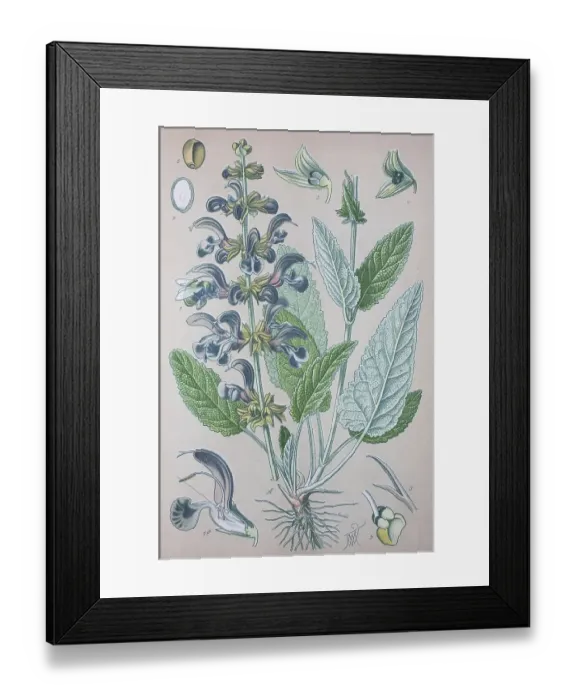 Framed Print : Meadow clary (Salvia pratensis) Framed Print : Meadow clary (Salvia pratensis)