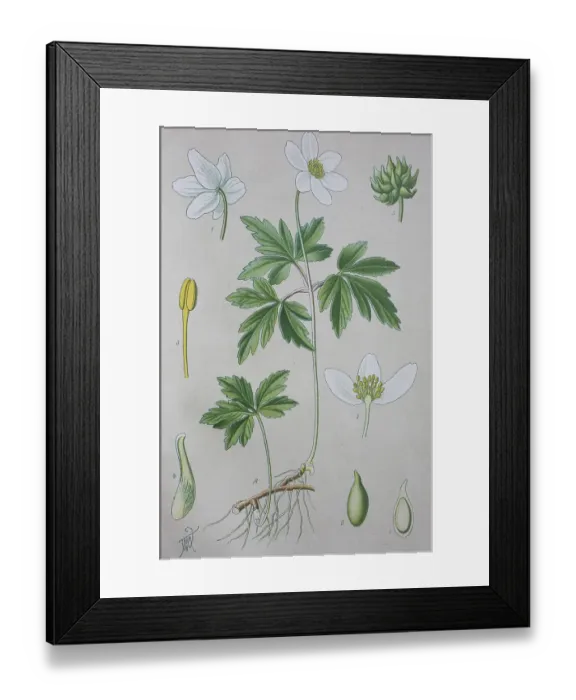 Framed Print : Wood anemone (Anemone nemorosa) Framed Print : Wood anemone (Anemone nemorosa)