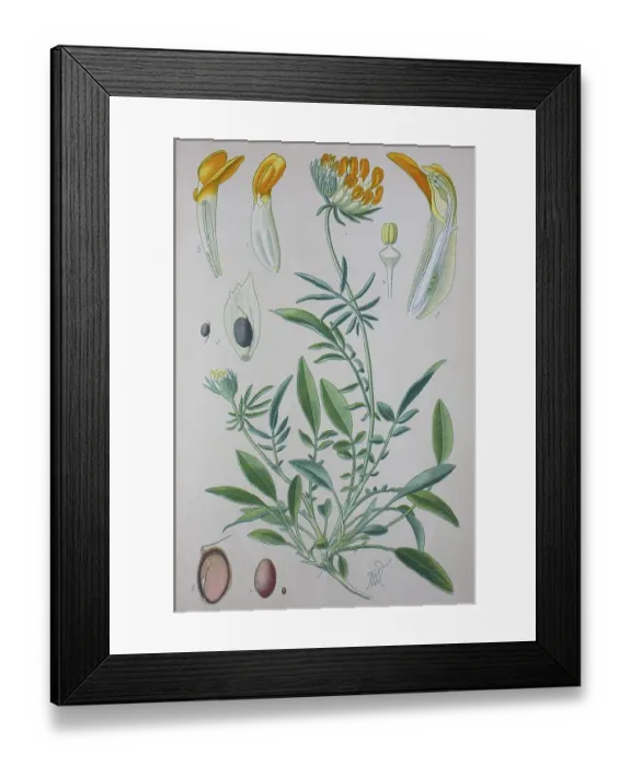 Framed Print : Kidneyvetch (Anthyllis vulneraria) Framed Print : Kidneyvetch (Anthyllis vulneraria)