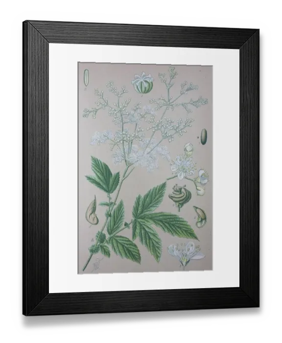 Framed Print : Meadowsweet (Filipendula ulmaria)