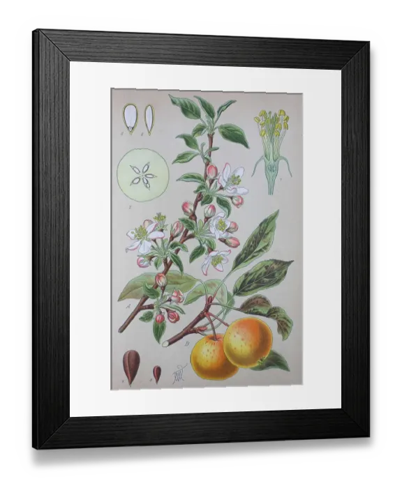 Framed Print : Apple (Malus pumila), historical illustration from 1885