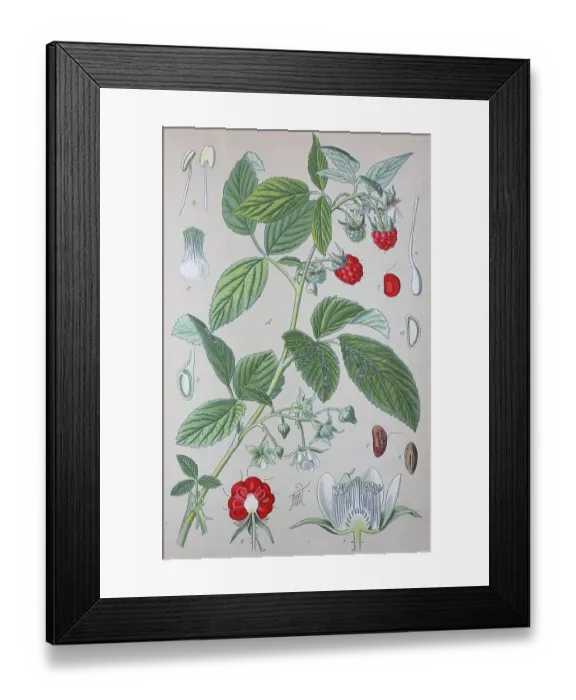 Framed Print : Raspberry (Rubus idaeus), historical illustration from 1885