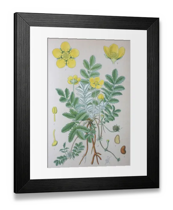 Framed Print : Silverweed (Potentilla anserina)