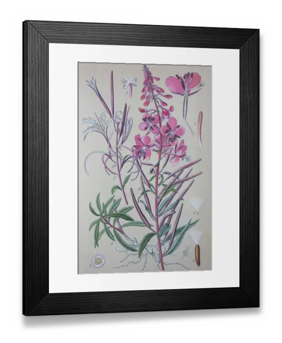 Framed Print : Fireweed (Epilobium angustifolium) Framed Print : Fireweed (Epilobium angustifolium)