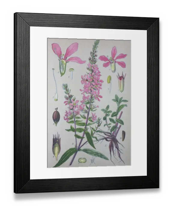 Framed Print : Purple loosestrife (Lythrum salicaria) Framed Print : Purple loosestrife (Lythrum salicaria)