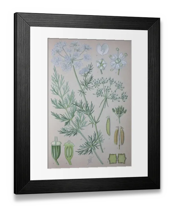 Framed Print : Caraway (Carum carvi), historical illustration from 1885