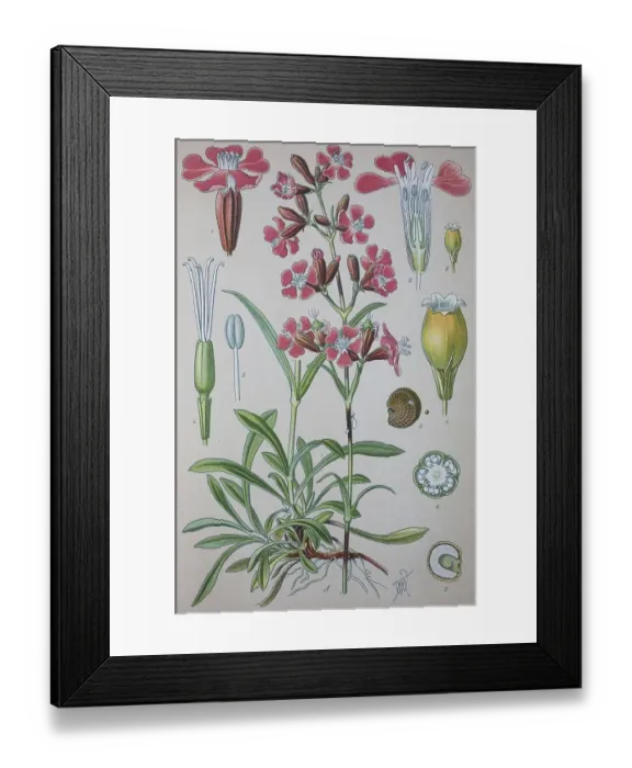 Framed Print : Sticky catchfly (Silene viscaria)