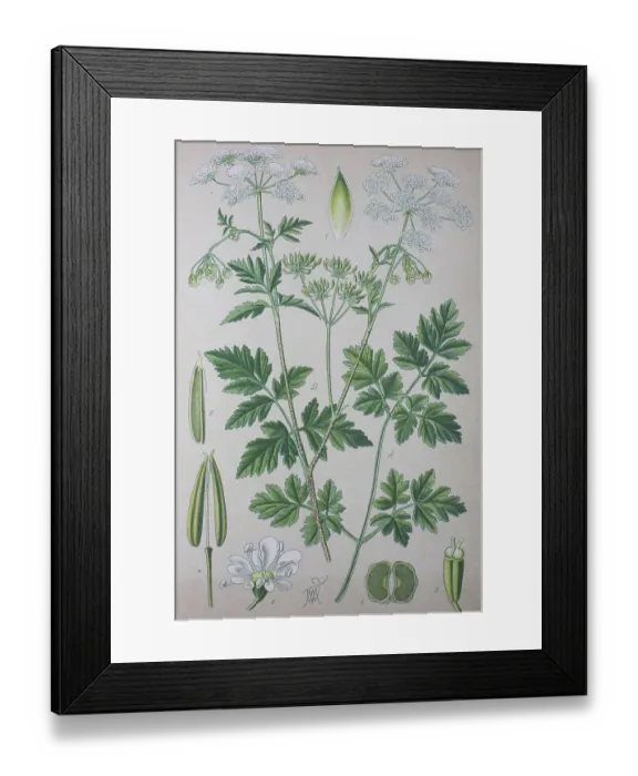 Framed Print : Rough chervil (Chaerophyllum temulum)