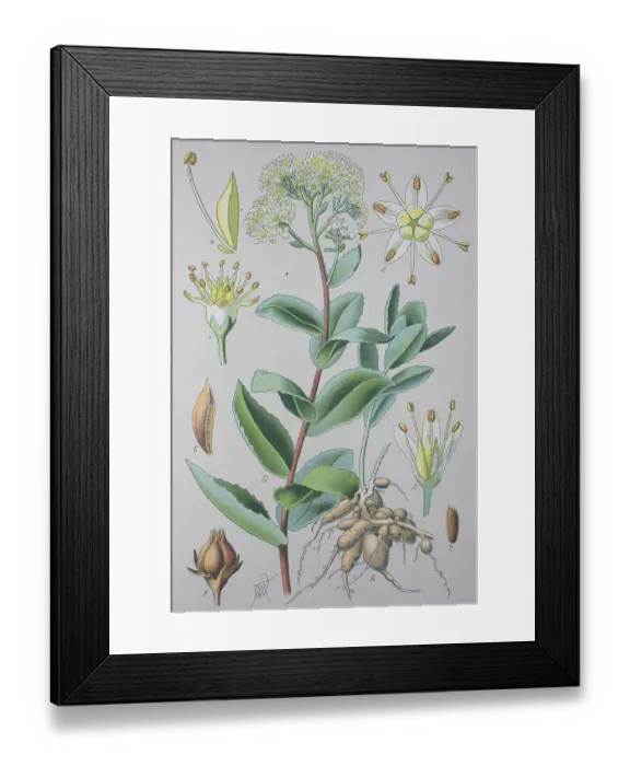 Framed Print : White stonecrop (Sedum album), historical illustration from 1885