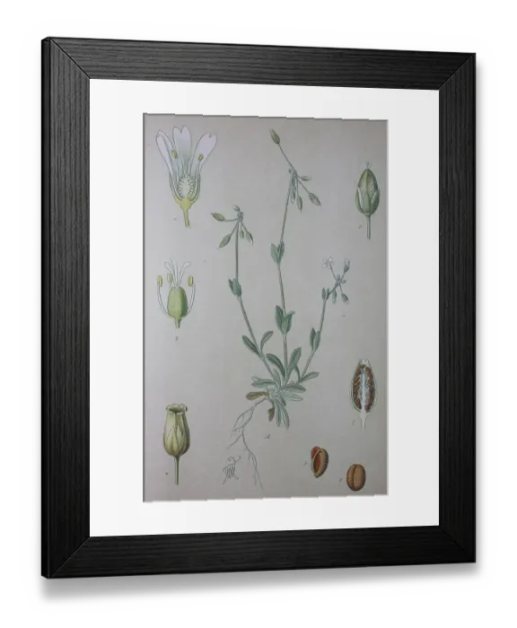 Framed Print : Jagged chickweed (Holosteum umbellatum) Framed Print : Jagged chickweed (Holosteum umbellatum)