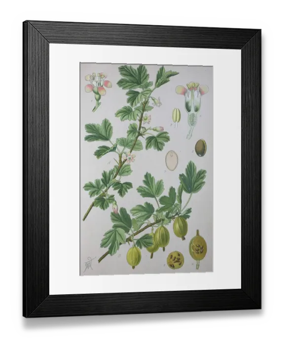 Framed Print : Gooseberry (Ribes uva-crispa), historical illustration from 1885 Framed Print : Gooseberry (Ribes uva-crispa), historical illustration from 1885