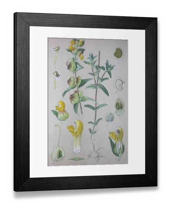 Framed Print : Greater Yellow-rattle (Rhinanthus angustifolius) Framed Print : Greater Yellow-rattle (Rhinanthus angustifolius)
