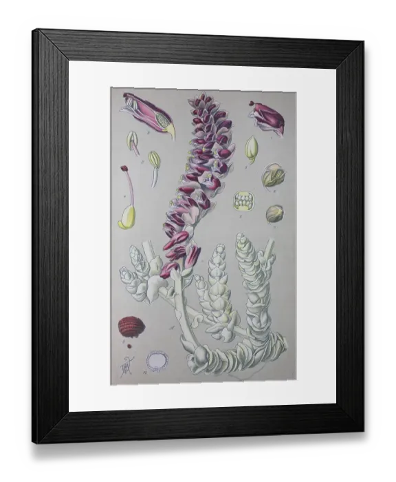 Framed Print : Common toothwort (Lathraea squamaria) Framed Print : Common toothwort (Lathraea squamaria)