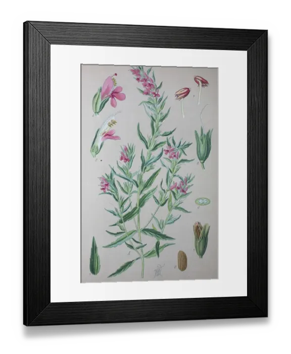 Framed Print : Red Bartsia (Odontites vulgaris)