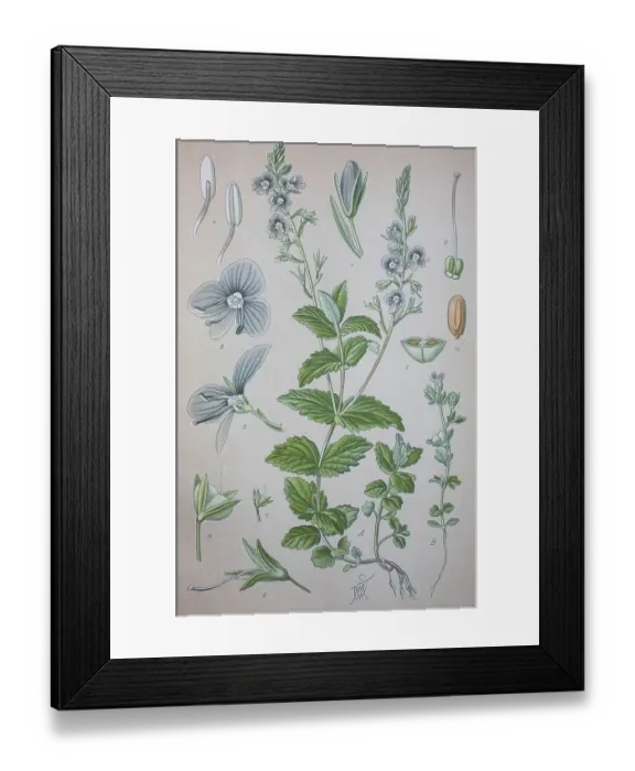 Framed Print : Germander speedwell (Veronica chamaedrys) Framed Print : Germander speedwell (Veronica chamaedrys)