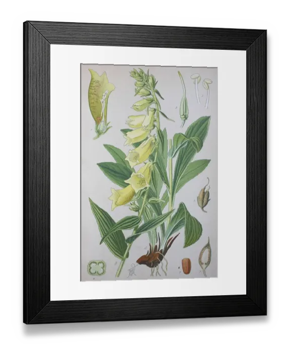 Framed Print : Yellow foxglove (Digitalis grandiflora) Framed Print : Yellow foxglove (Digitalis grandiflora)