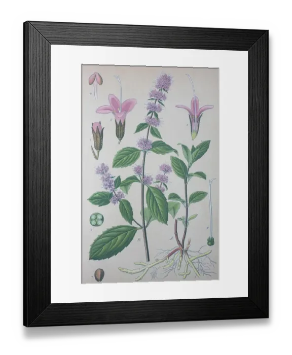 Framed Print : Peppermint (Mentha -- piperita)