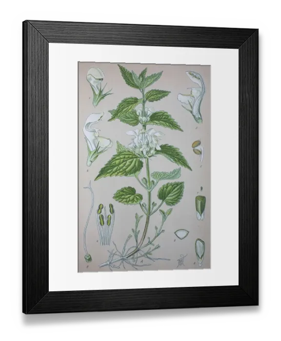 Framed Print : White nettle (Lamium album), historical illustration from 1885
