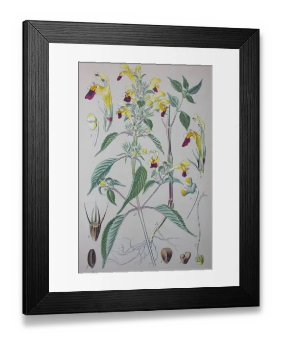 Framed Print : Common hemp-nettle (Galeopsis tetrahit)