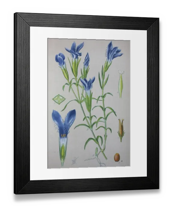 Framed Print : Gentian (Gentiana eiliata), historical illustration from 1885 Framed Print : Gentian (Gentiana eiliata), historical illustration from 1885