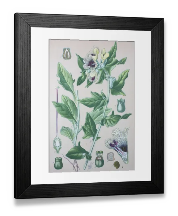 Framed Print : Black henbane (Hyoscyamus niger) Framed Print : Black henbane (Hyoscyamus niger)